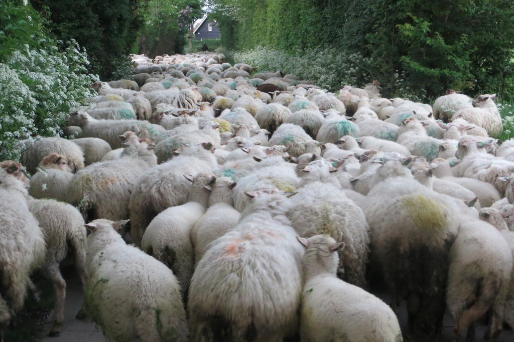 Boerderijcamping Plantlust