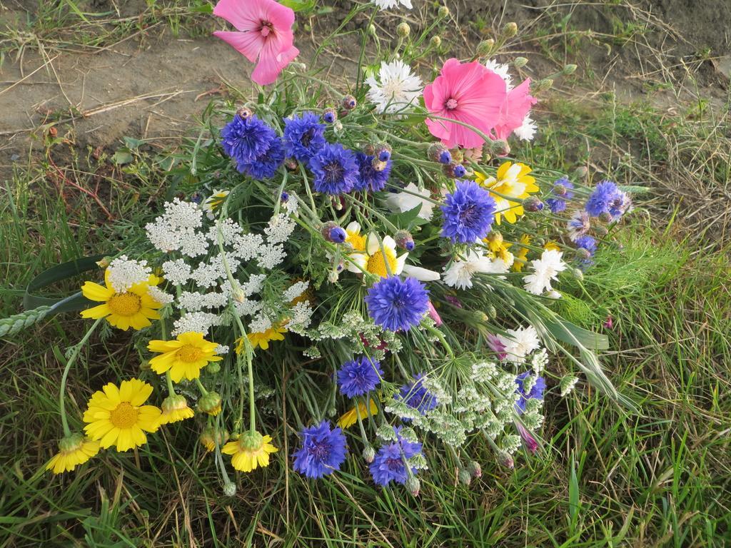 Chalet Boerderijcamping Plantlust Veere